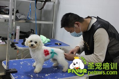 圣寵寵物學員染毛實犬操作