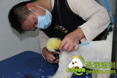 圣寵寵物學員染毛實犬操作