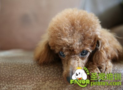 貴賓犬
