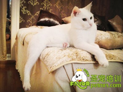 貓咪