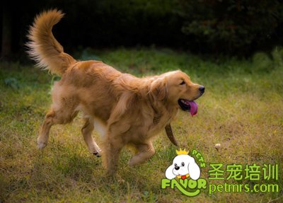 可愛狗狗