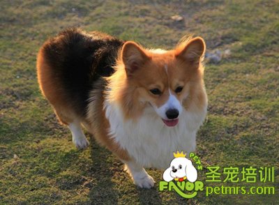 可愛狗狗