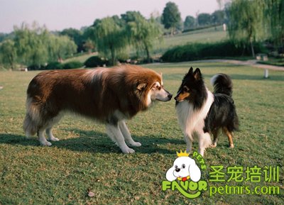 可愛狗狗
