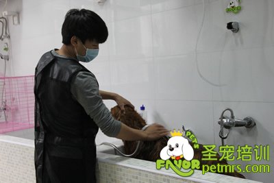 圣寵寵物金毛犬洗澡護理課程