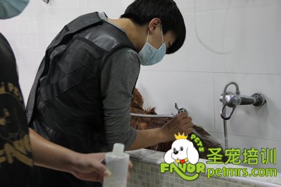 圣寵寵物金毛犬洗澡護理課程