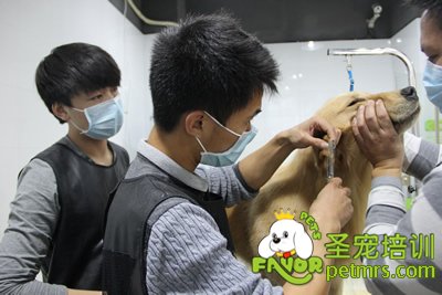 圣寵寵物金毛犬洗澡護理課程