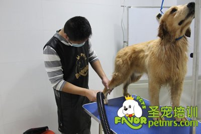 圣寵寵物金毛犬實(shí)犬操作