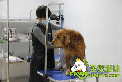 圣寵寵物金毛犬實犬操作