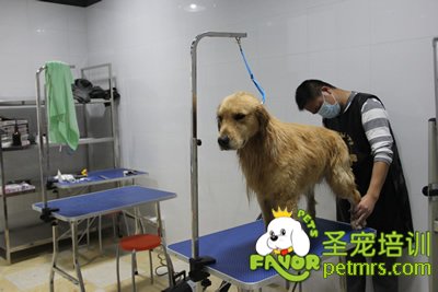 圣寵寵物學(xué)員金毛犬實(shí)犬操作