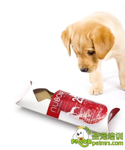 可愛狗狗