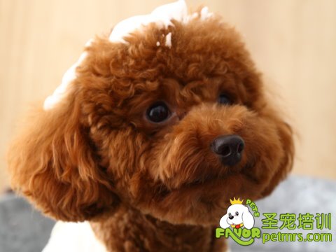 貴賓犬