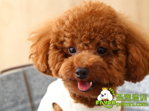 貴賓犬