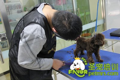 圣寵寵物學員貴賓犬幼犬修剪
