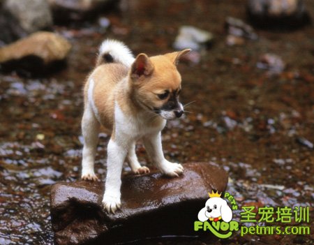 可愛(ài)狗狗