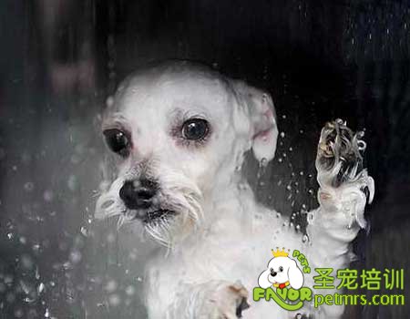 讓狗狗喜歡上洗澡