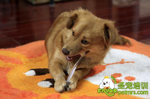 狗狗刷牙