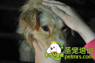 可愛狗狗