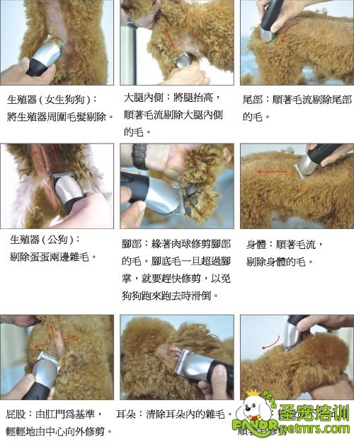 狗狗美容