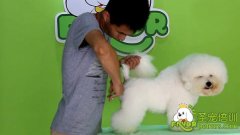 可愛狗狗
