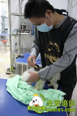 寵物美容