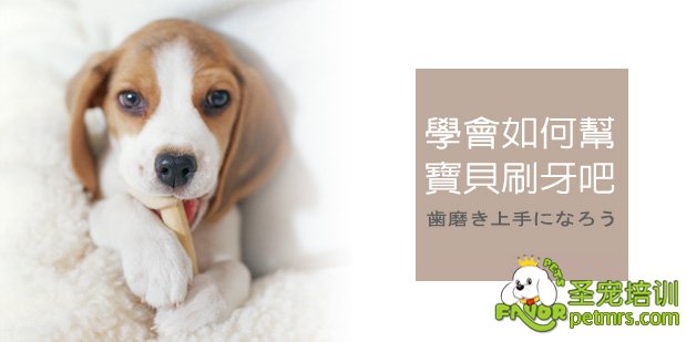 給狗狗刷牙