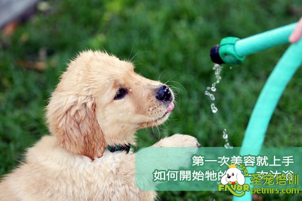 狗狗人生中第一次沐浴