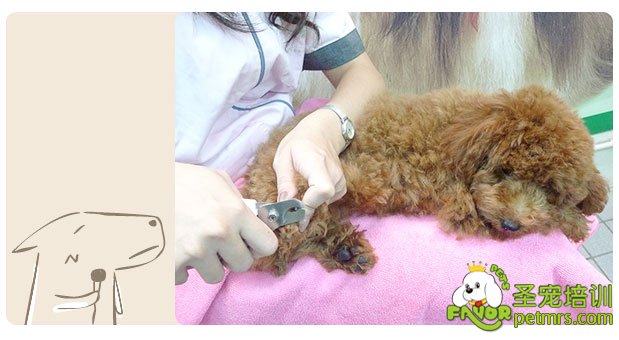 狗狗人生中第一次沐浴