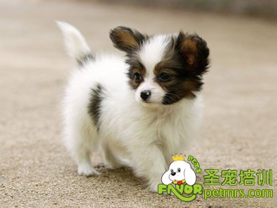 可愛寵物狗