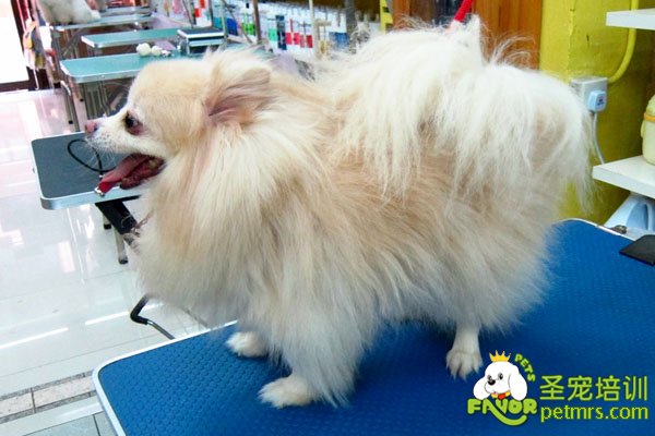 博美犬美容秘笈