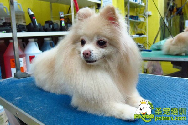 博美犬美容秘笈