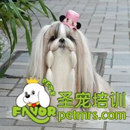 西施犬