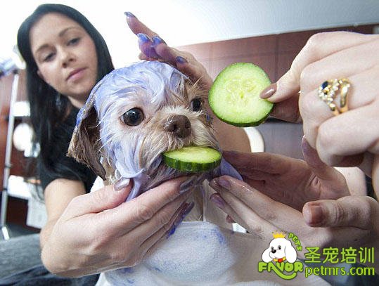 狗狗spa館