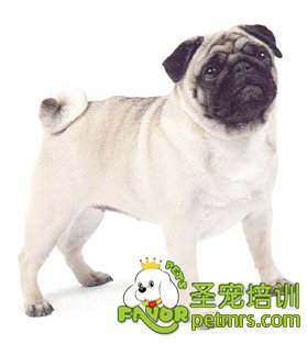 可愛狗狗