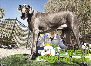 世界上最高大的狗狗