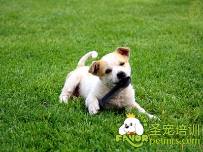 狗狗