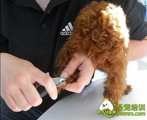 給狗狗剪指甲