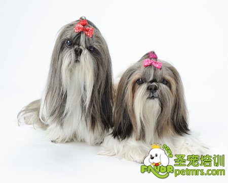 西施犬