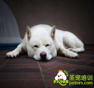 狗狗食欲不振