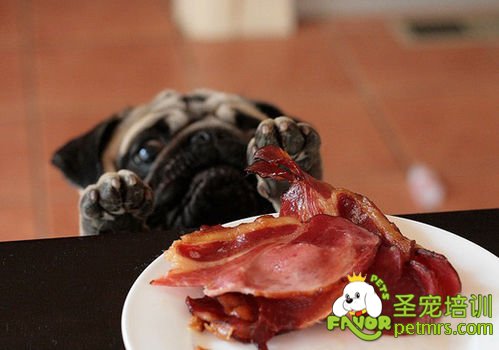巴哥犬