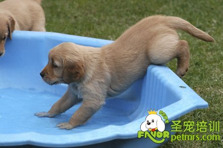 幼犬洗澡