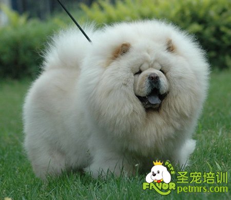 松獅犬