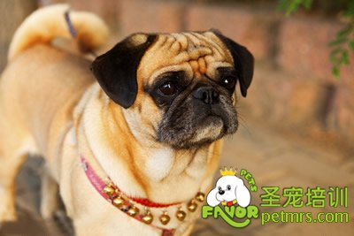 可愛寵物狗