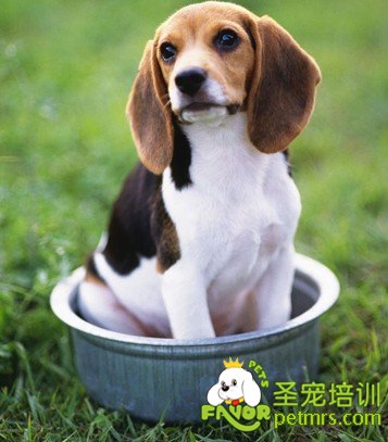 狗狗洗澡