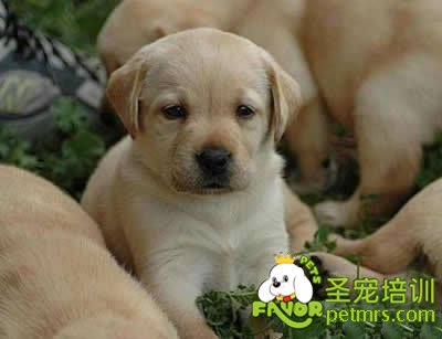 可愛狗狗