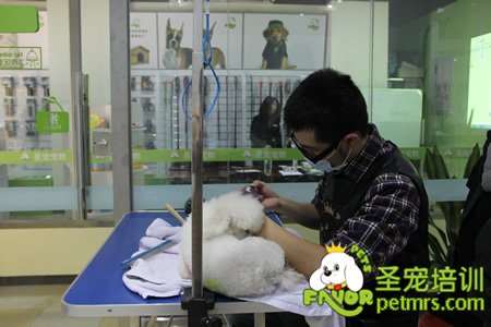 學員實犬操作-圣寵寵物