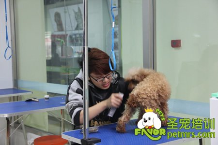 貴賓犬實操護(hù)理