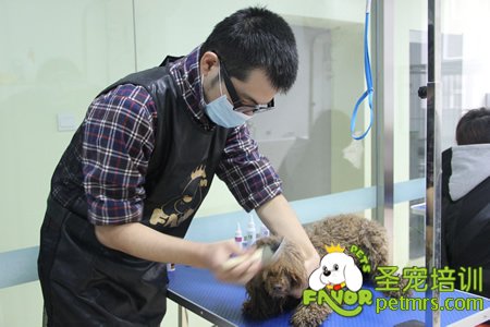 貴賓犬實操護理訓(xùn)練