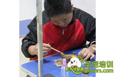 圣寵寵物陶藝課程