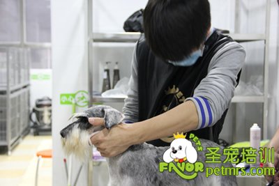 給狗狗美容