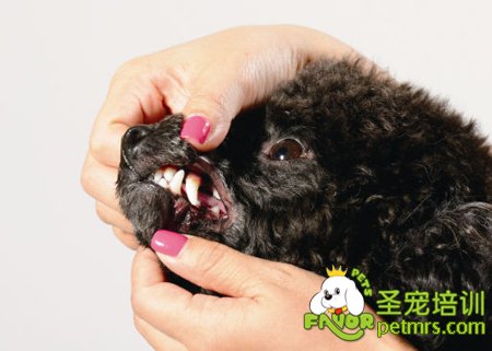 讓狗狗適應牙刷